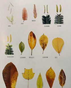 落叶树图片及名称