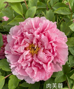 小众送妈妈的花有哪些花