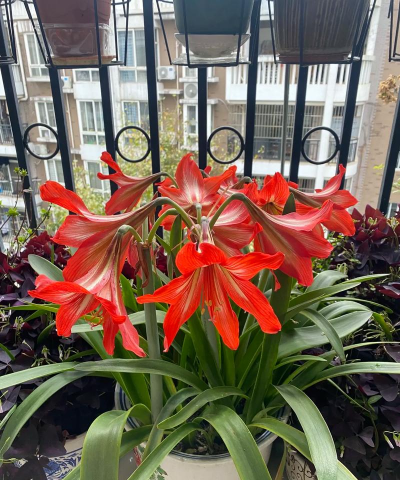 小众送妈妈的花有哪些花