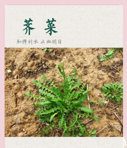 荠菜几月份有