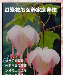 小众送妈妈的花有哪些花