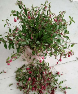 小众送妈妈的花有哪些花