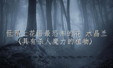 水晶兰恐怖的花语