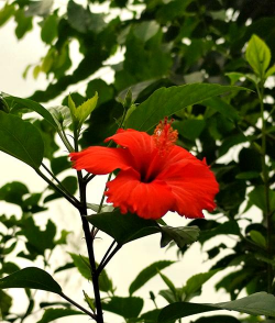 小众送妈妈的花有哪些花