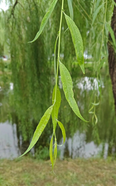 小众送妈妈的花有哪些花