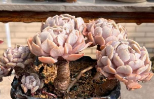 小众送妈妈的花有哪些花