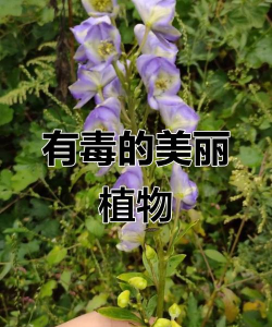 小众送妈妈的花有哪些花