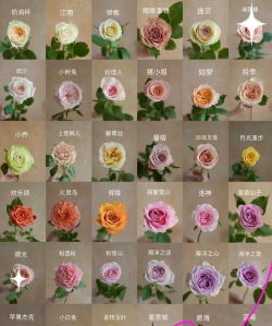 月季大游是什么品种