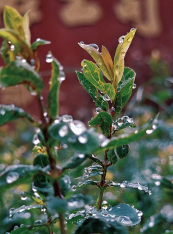 小众送妈妈的花有哪些花