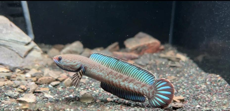 小众送妈妈的花有哪些花