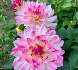 小众送妈妈的花有哪些花