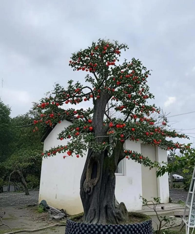 小众送妈妈的花有哪些花