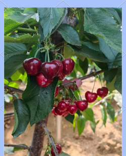 小众送妈妈的花有哪些花