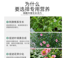 小众送妈妈的花有哪些花