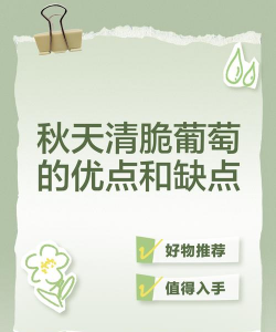 秋天清脆葡萄特性