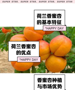 荷兰香蜜杏品种介绍