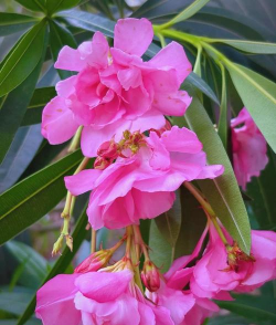 重庆市粉色的花有哪些