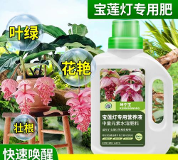 小众送妈妈的花有哪些花