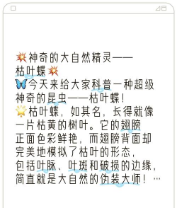 枯叶蝶代表什么意思