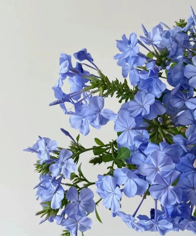 小众送妈妈的花有哪些花