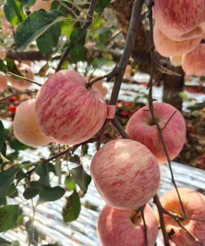 小众送妈妈的花有哪些花