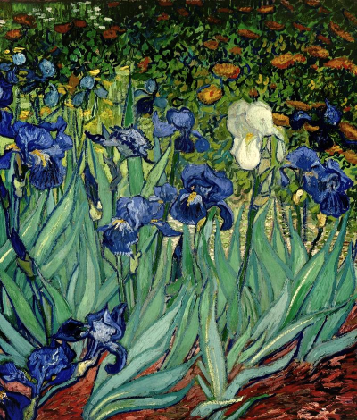 小众送妈妈的花有哪些花