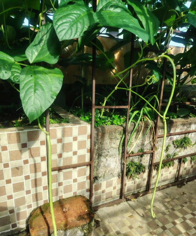 小众送妈妈的花有哪些花