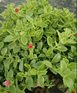 小众送妈妈的花有哪些花