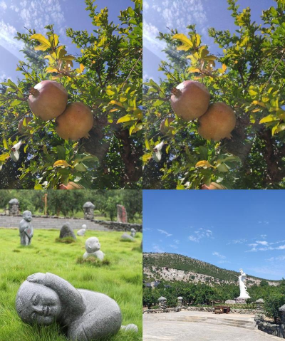 小众送妈妈的花有哪些花