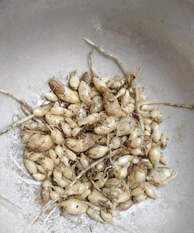 小众送妈妈的花有哪些花