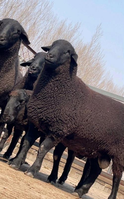 小众送妈妈的花有哪些花