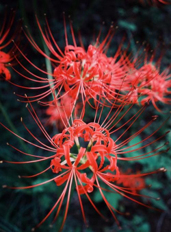 小众送妈妈的花有哪些花