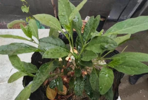 小众送妈妈的花有哪些花