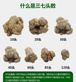 三七20头40头60头区别