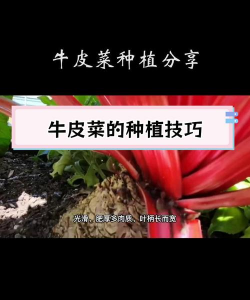 小众送妈妈的花有哪些花