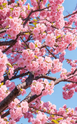 小众送妈妈的花有哪些花