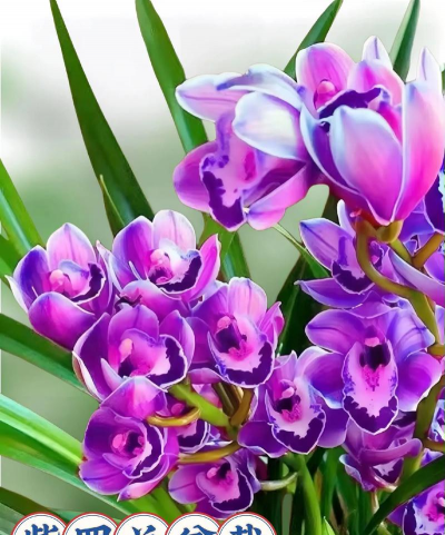 小众送妈妈的花有哪些花