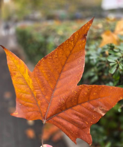 小众送妈妈的花有哪些花