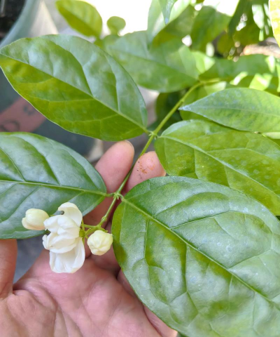 小众送妈妈的花有哪些花