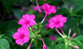 小众送妈妈的花有哪些花