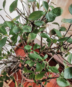 小众送妈妈的花有哪些花