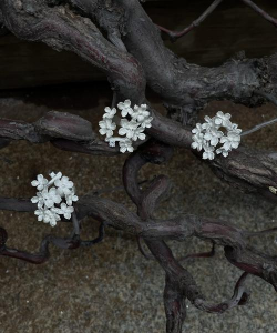 什么植物枯枝开花