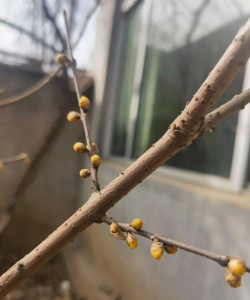 小众送妈妈的花有哪些花