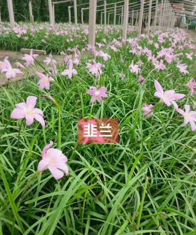 小众送妈妈的花有哪些花