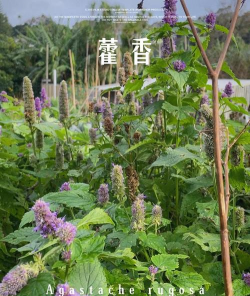 小众送妈妈的花有哪些花