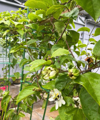 小众送妈妈的花有哪些花