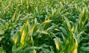 小众送妈妈的花有哪些花