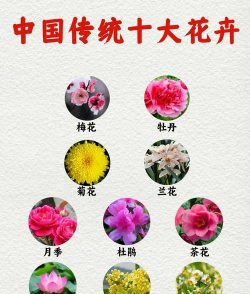 小众送妈妈的花有哪些花
