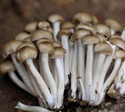 小众送妈妈的花有哪些花