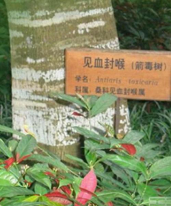 小众送妈妈的花有哪些花